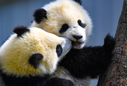 7-Day The Legendary Journey in the City of Pandas