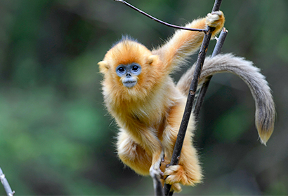 13 Days Giant Panda National Park and Snow Leopard Habitat Safari