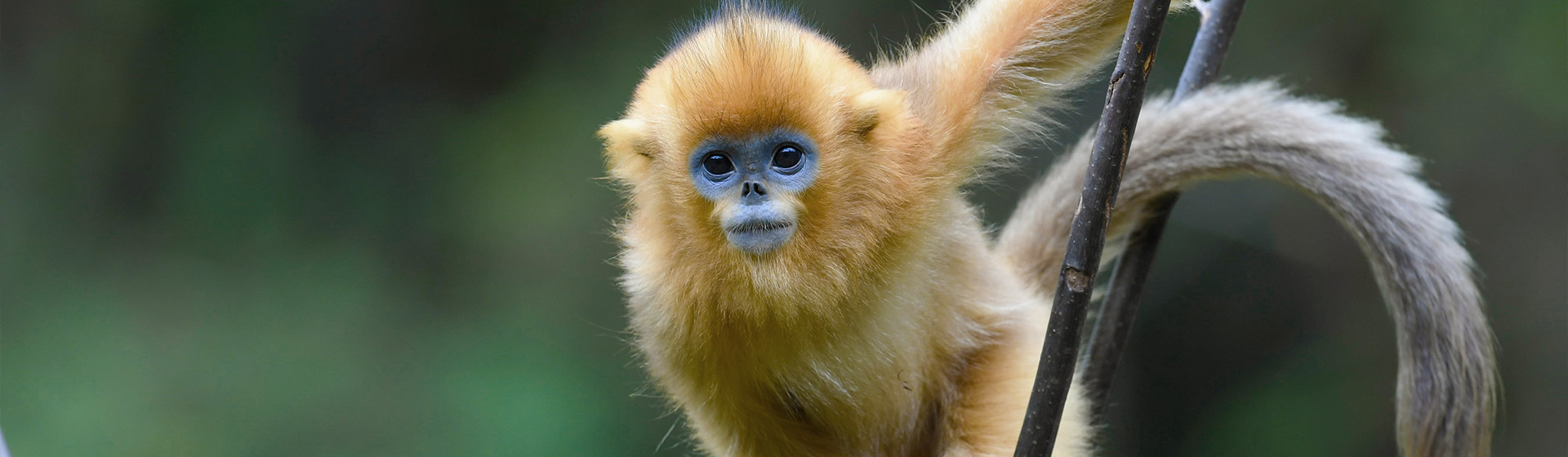 Golden monkey