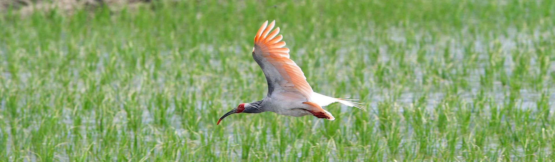 Crested Ibis
