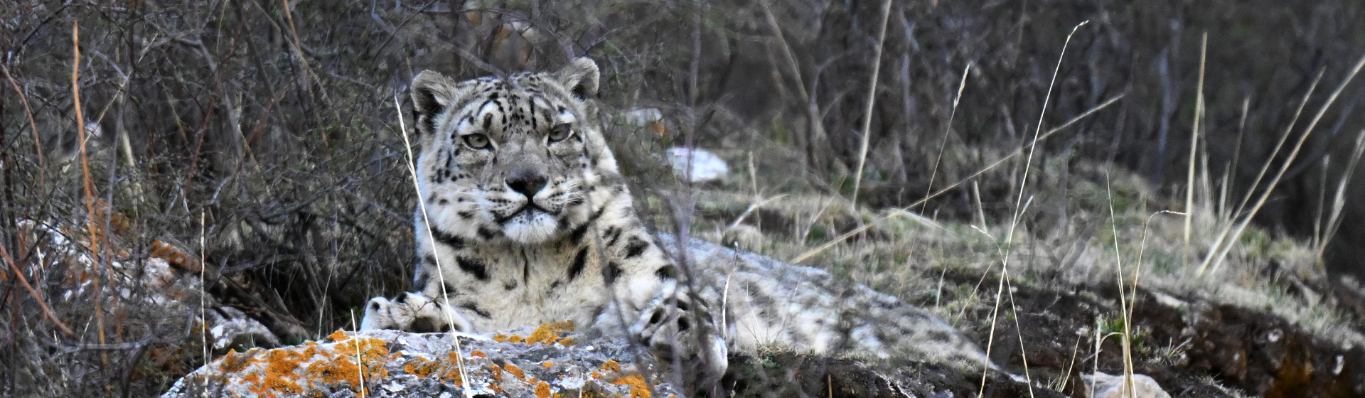 snowleopard