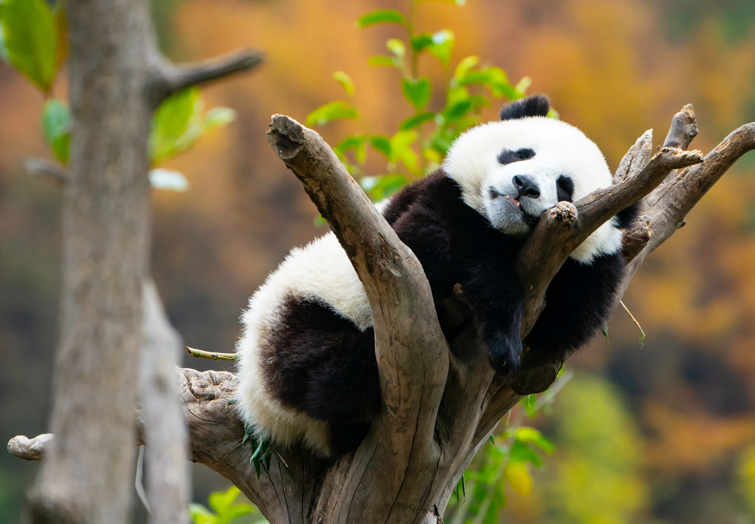 Giant panda at Wolong, juvenile